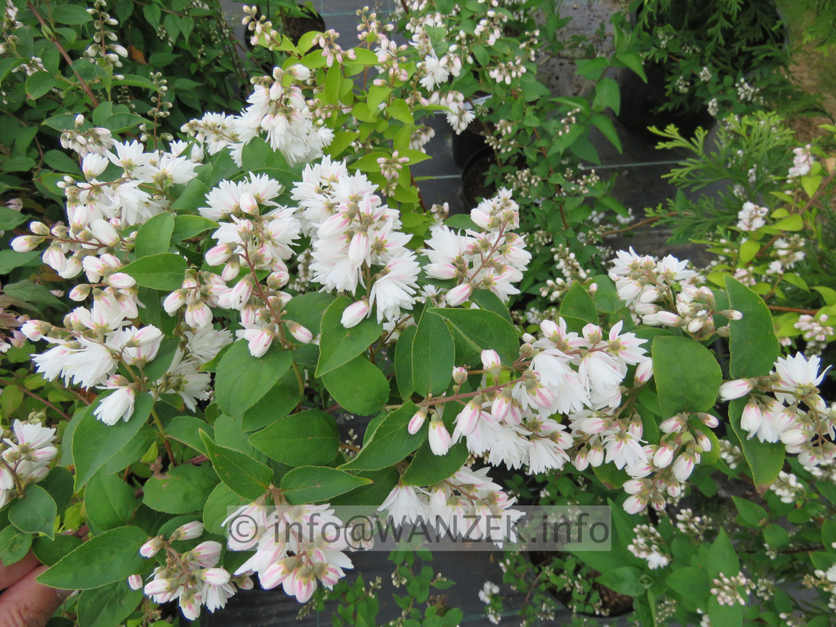 Deutzia crenata Pride Of Rochester 002.JPG